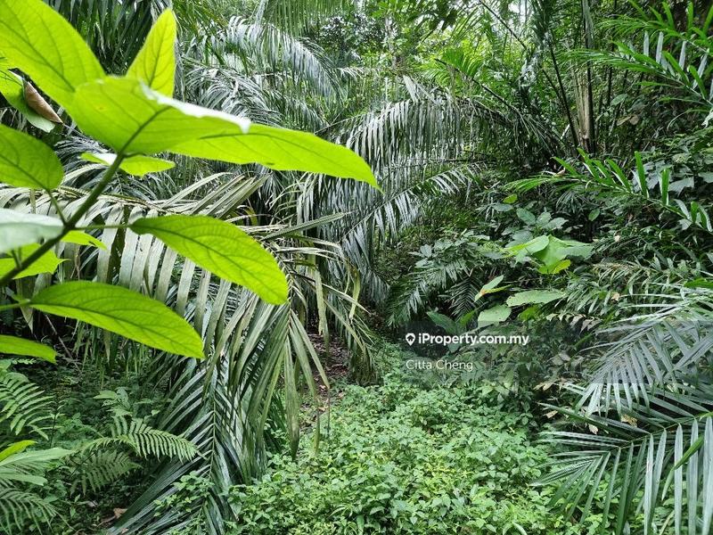 Bungalow Land for Sale in Taman Duta, Bukit Tunku (Kenny Hills) by Citta Cheng - iProperty.com.my