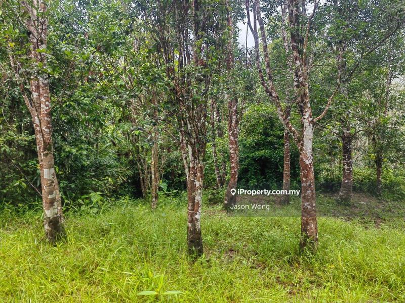 Tanah Pertanian untuk Dijual di Jalan Kota Bharu, Gua Musang, Kuala Krai, Kelantan, Gua Musang oleh Jason Wong - iProperty.com.my