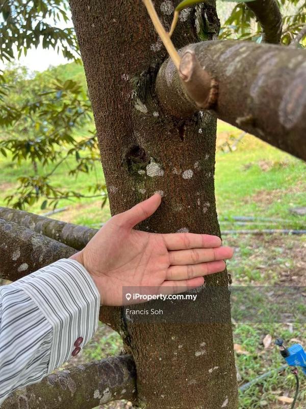 For Sale - Gua Musang, High-quality durian orchard for sale