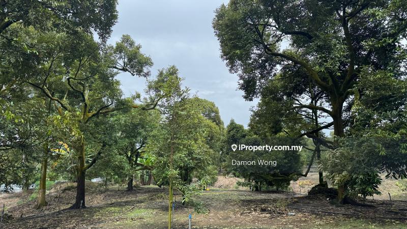 Agricultural Land for Sale in Sungai Klau, Gali by Damon Wong - iProperty.com.my