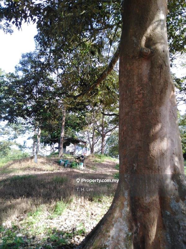 For Sale - Segamat Freehold Durian Orchard Farm mature trees bearing fruits