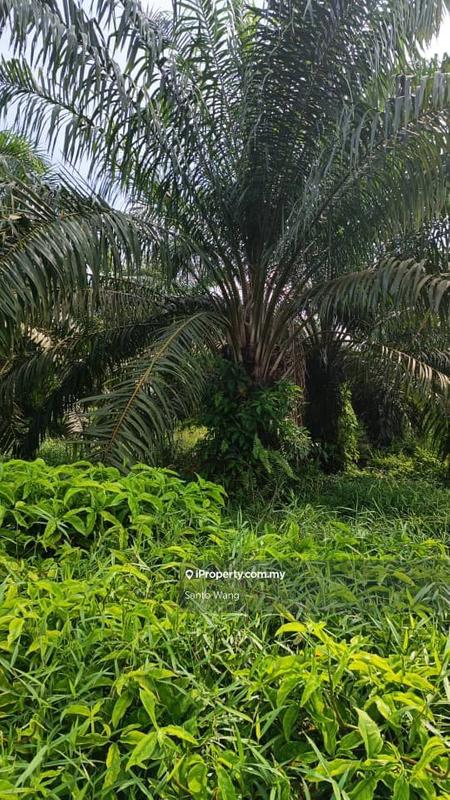 Tanah Pertanian untuk Dijual di Parit Tengah, Benut oleh Santo Wang - iProperty.com.my