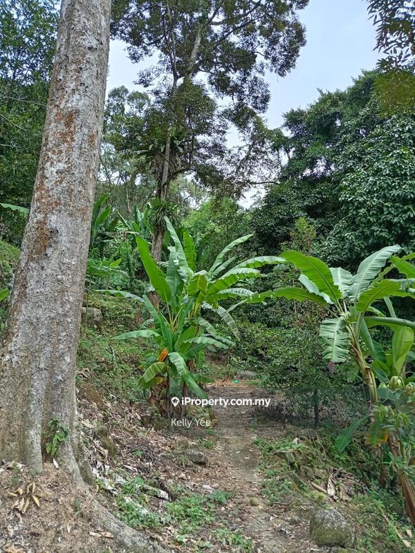 Tanah Pertanian untuk Dijual di Mengkuang Dam Orchard Farm for Sale, Bukit Mertajam oleh Kelly Yee - iProperty.com.my