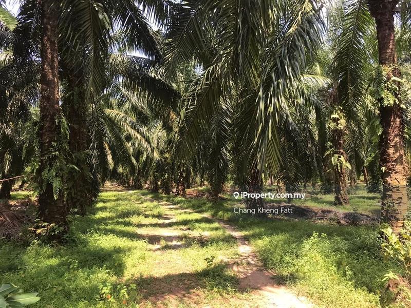 Tanah Pertanian untuk Dijual di Kampung Teluk Mengkuang, Telok Panglima Garang oleh Chang Kheng Fatt - iProperty.com.my