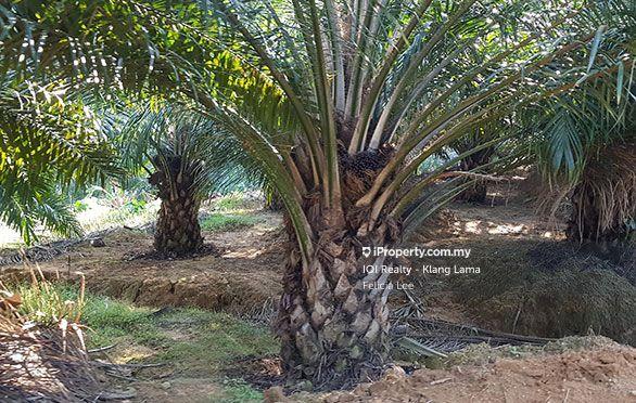 For Sale - Palm Oil Plantation
