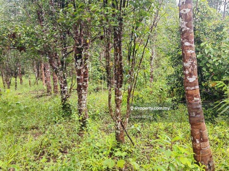 Tanah Pertanian untuk Dijual di Jalan Kota Bharu, Gua Musang, Kuala Krai, Kelantan, Gua Musang oleh Jason Wong - iProperty.com.my