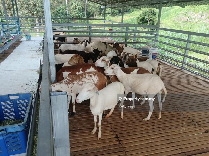 Tanah Pertanian untuk Dijual di Durian Orchard Farm @ Machang Bubok for Sale, Bukit Mertajam oleh Kelly Yee - iProperty.com.my
