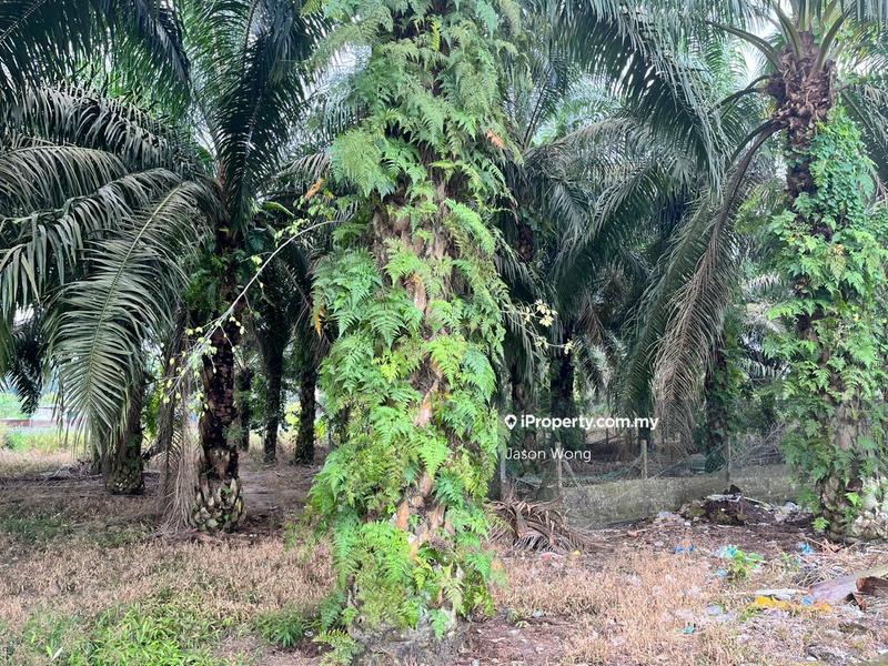 Tanah Pertanian untuk Dijual di Taman Murni, Kluang oleh Jason Wong - iProperty.com.my