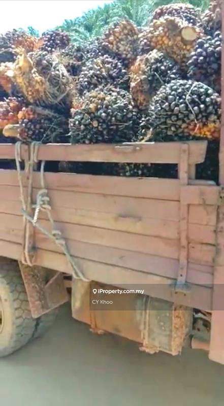 Tanah Pertanian untuk Dijual di Kelantan Gua Musang 18300 Ulu Nenggiri Bertam Blau, Ulu Nenggiri oleh CY Khoo - iProperty.com.my