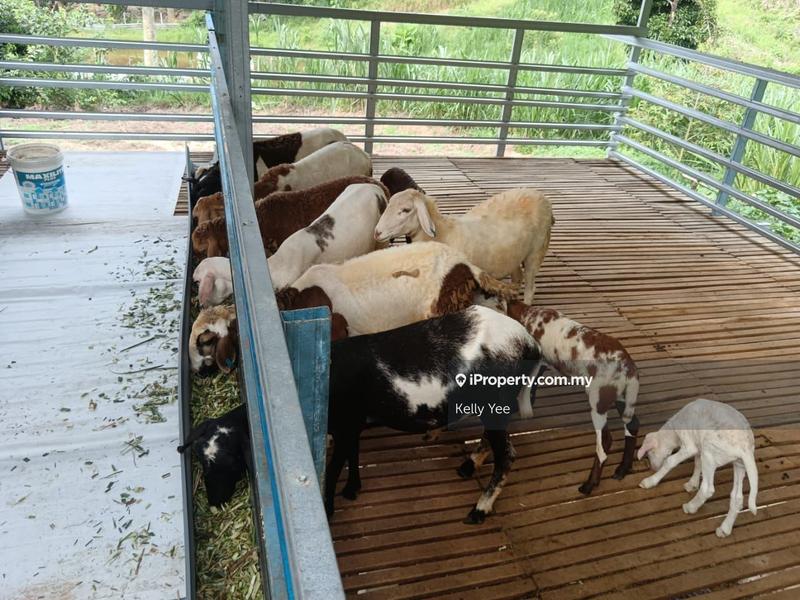 Tanah Pertanian untuk Dijual di Durian Orchard Farm @ Machang Bubok for Sale, Bukit Mertajam oleh Kelly Yee - iProperty.com.my