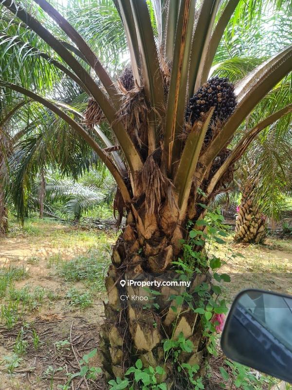 Agricultural Land for Sale in Negeri Sembilan Kuala Pilah Johol, Kuala Pilah by CY Khoo - iProperty.com.my