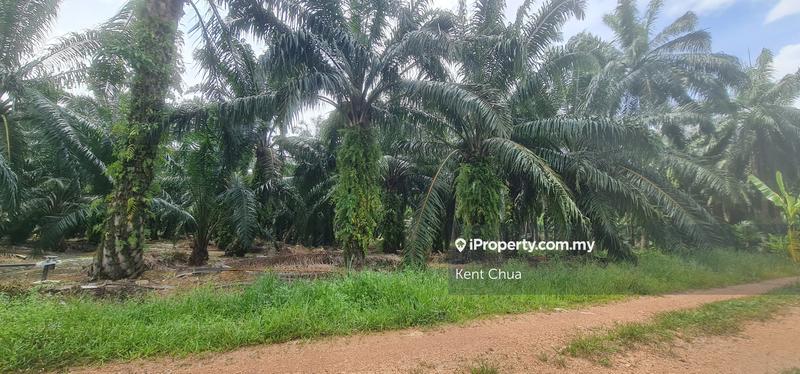 Tanah Perindustrian untuk Dijual di Kampung Baru Ijok, Ijok oleh Kent Chua - iProperty.com.my