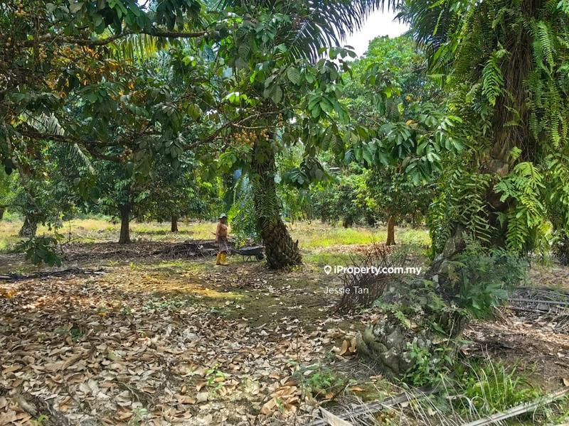 Tanah Pertanian untuk Dijual di Pekan Nanas, Johor oleh Jessie Tan - iProperty.com.my