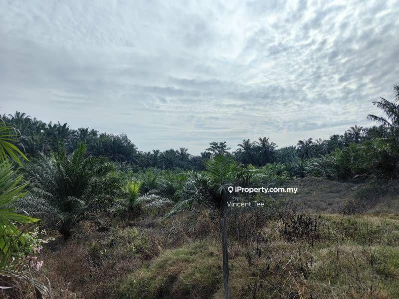 Agricultural Land for Sale in Bandar Mengkuang, Triang by Vincent Tee - iProperty.com.my