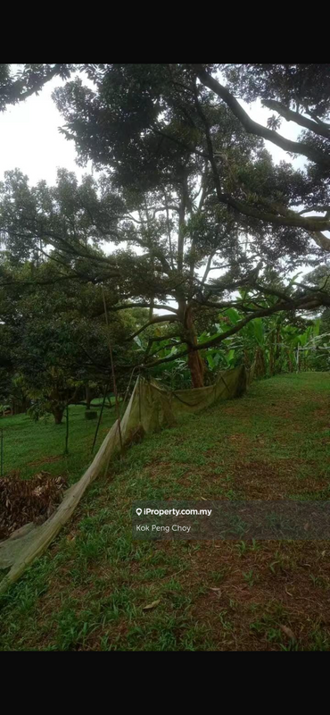 Tanah Pertanian untuk Dijual di Taman Sungkai Perdana, Sungkai oleh Kok Peng Choy - iProperty.com.my