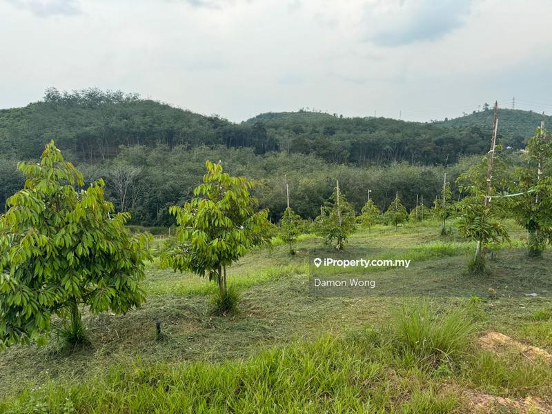 For Sale - 8.77 acres young durian orchard