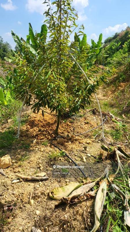 Agricultural Land for Sale in Titi, Negeri Sembilan by Irene Leong - iProperty.com.my