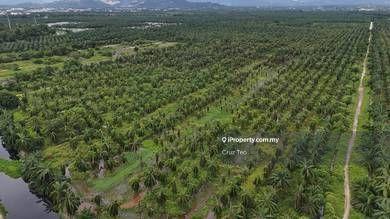 For Sale - 157 Acres Agriculture Land @ Sungai Choh Serendah, Rawang