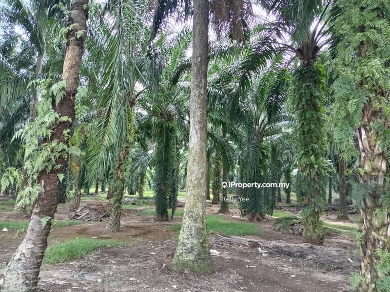 Tanah Pertanian untuk Dijual di Taman Sukun, Bukit Mertajam oleh Kelly Yee - iProperty.com.my