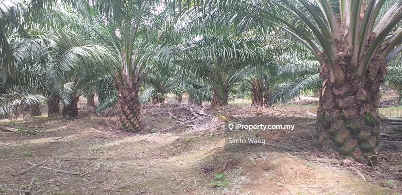 Agricultural Land for Sale in Taman Buloh Kasap, Segamat by Santo Wang - iProperty.com.my