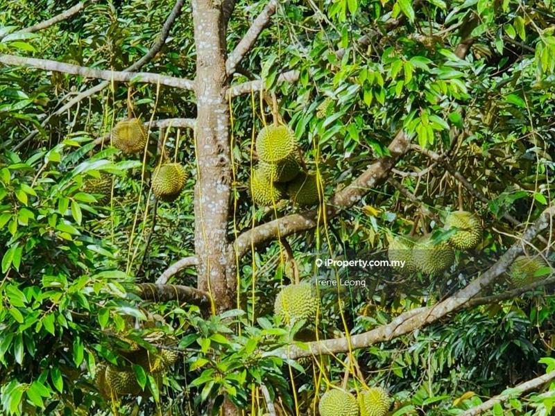 Tanah Pertanian untuk Dijual di Karak, Pahang oleh Irene Leong - iProperty.com.my