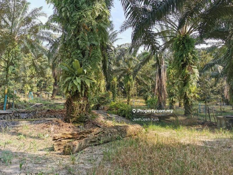 Tanah Pertanian untuk Dijual di Kulim, Kedah oleh JeehJeeh Kaw - iProperty.com.my