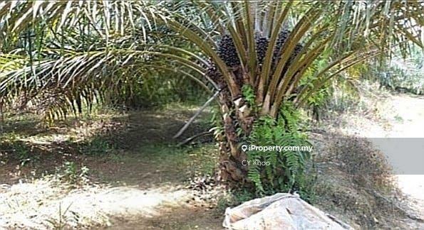 Tanah Pertanian untuk Dijual di Taman Gua Musang, Gua Musang oleh CY Khoo - iProperty.com.my
