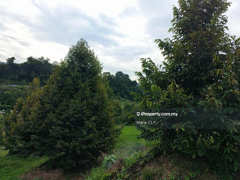 Agricultural Land for Sale in Kampung Sumpitan, Lenggong by Marie CLP - iProperty.com.my