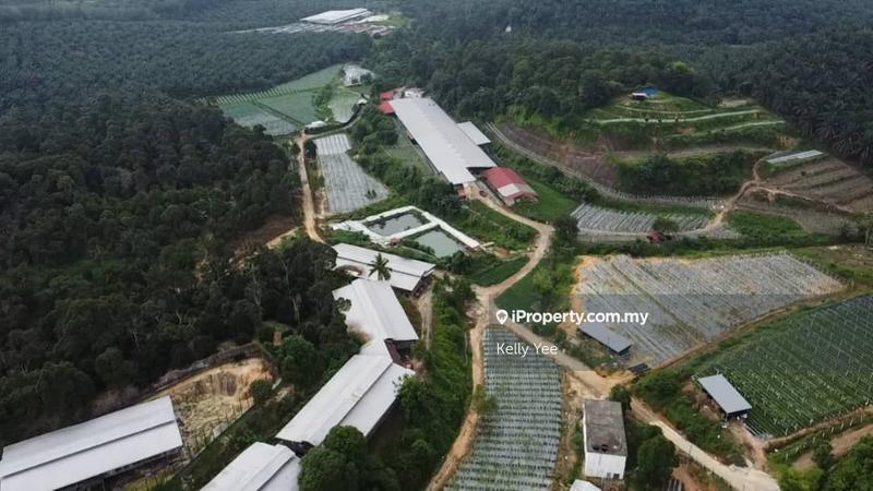 Agricultural Land for Sale in Kampung Legong Jaya, Gadong by Kelly Yee - iProperty.com.my