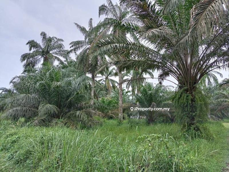 Tanah Kediaman untuk Dijual di Sungai Jawi, Penang oleh Kelly Yee - iProperty.com.my