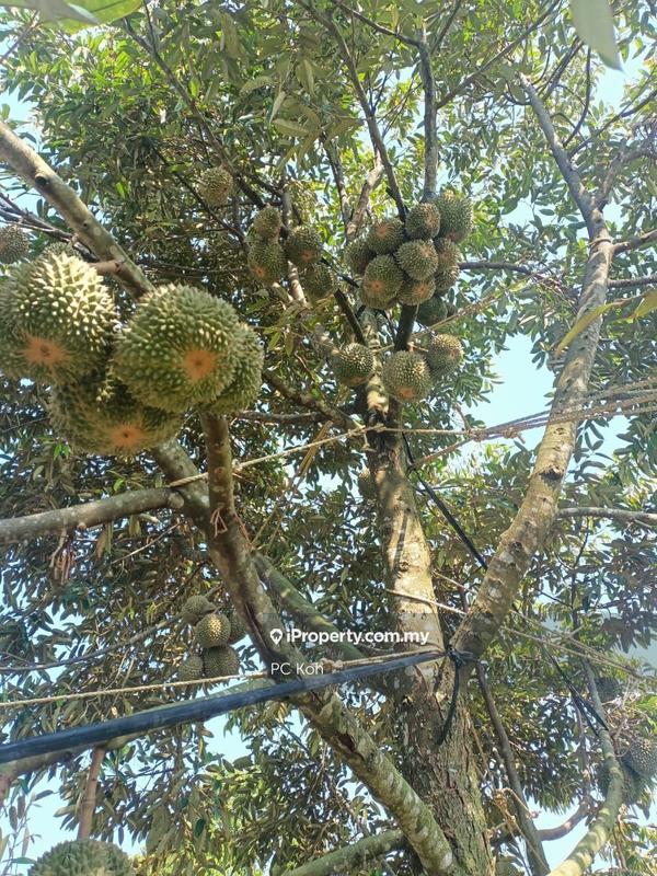 For Sale - Roadside Durian Farm, Tangkak