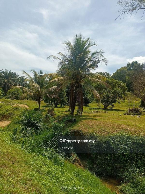 Banglo Tanah untuk Dijual di Linggi, Port Dickson oleh Shahidin - Coconut tree - iProperty.com.my