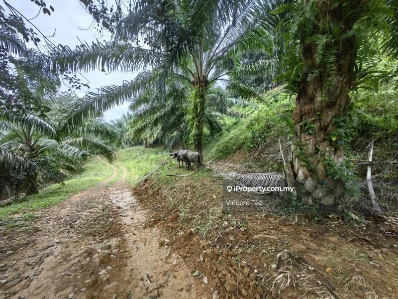 Agricultural Land for Sale in Pekan Lama, Kuala Pilah by Vincent Tee - iProperty.com.my