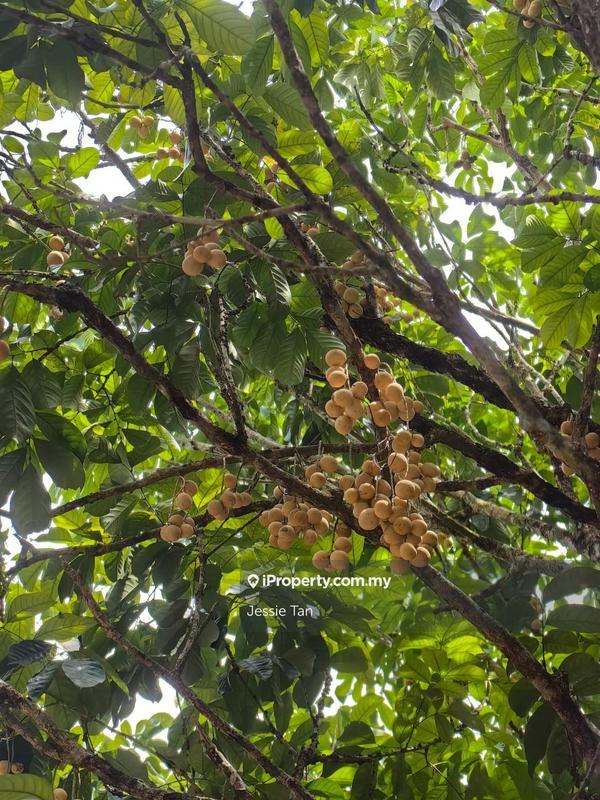 Tanah Pertanian untuk Dijual di Pekan Nanas, Johor oleh Jessie Tan - iProperty.com.my