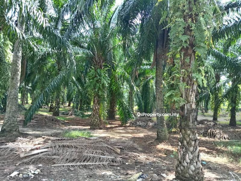 For Sale - Palm Oil Plantation @ Taman Sukun for Sale
