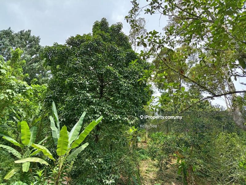 Tanah Pertanian untuk Dijual di Mengkuang Dam Orchard Farm for Sale, Bukit Mertajam oleh Kelly Yee - iProperty.com.my