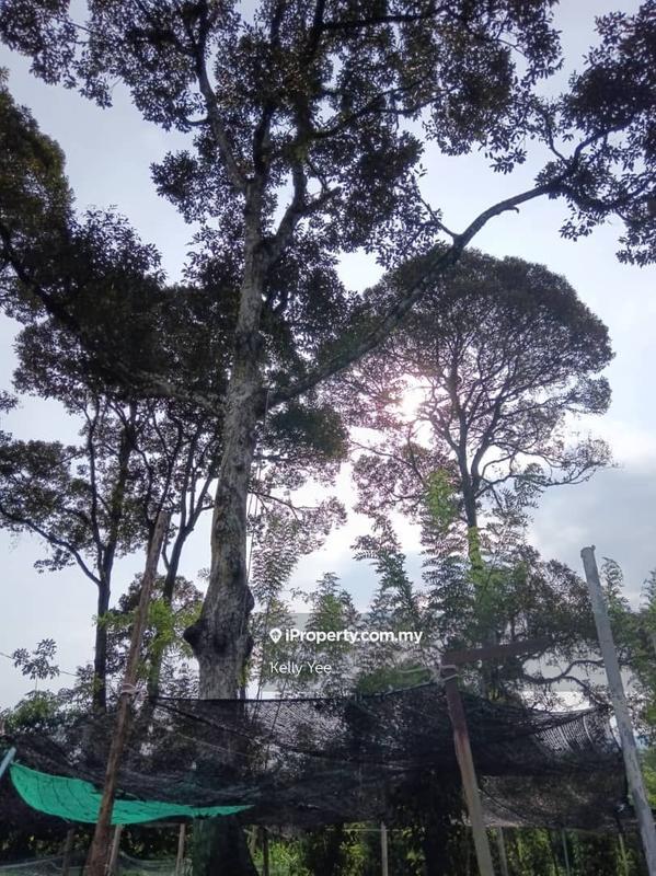 Tanah Pertanian untuk Dijual di Durian Orchard Farm @ Machang Bubok for Sale, Bukit Mertajam oleh Kelly Yee - iProperty.com.my