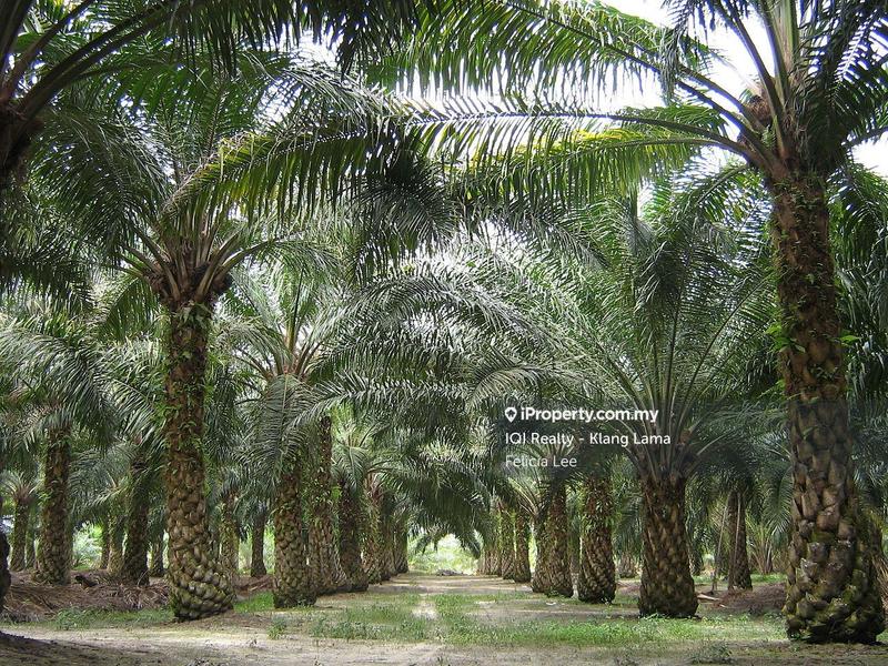 Tanah Pertanian untuk Dijual di Durian Sebatang, Teluk Intan oleh Felicia Lee - iProperty.com.my