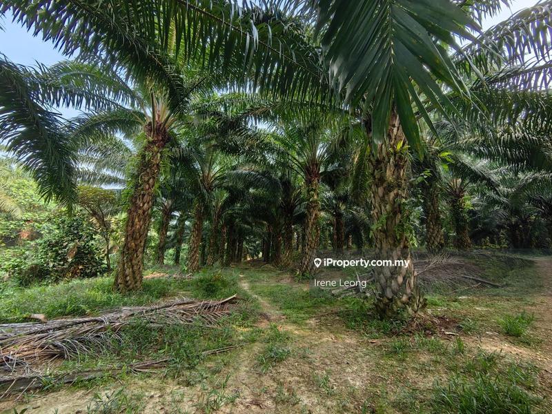 For Sale - 500 acres Rompin Keratong Psk Land For Sale