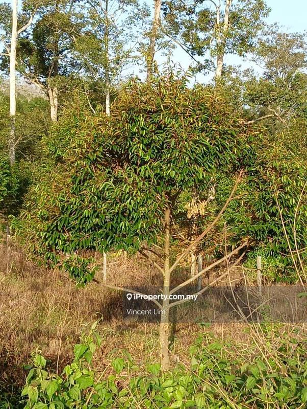 Tanah Pertanian untuk Dijual di Simpang Pertang, Negeri Sembilan oleh Vincent Lim - iProperty.com.my