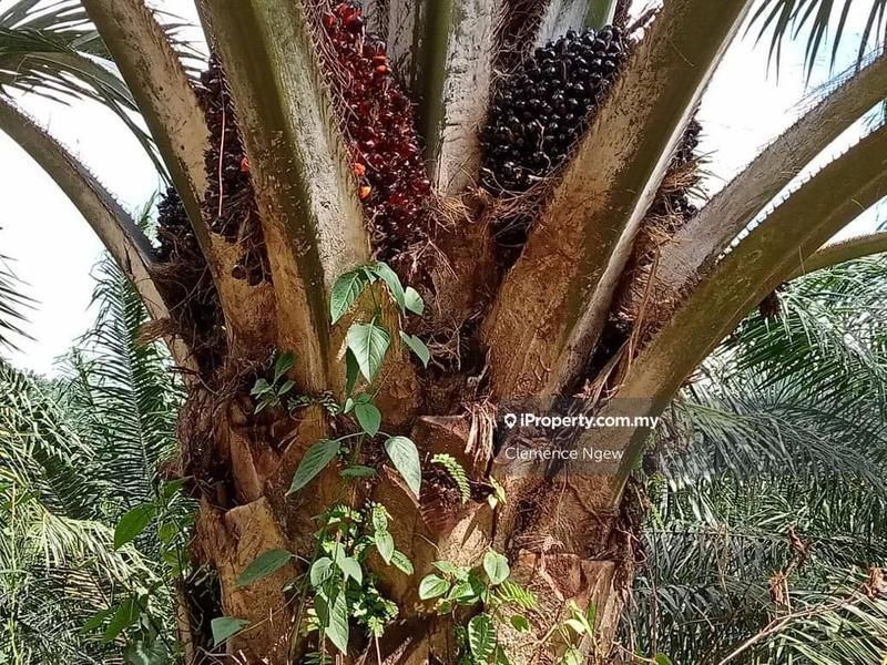 Agricultural Land for Sale in Slim River, Perak by Clemence Ngew - iProperty.com.my