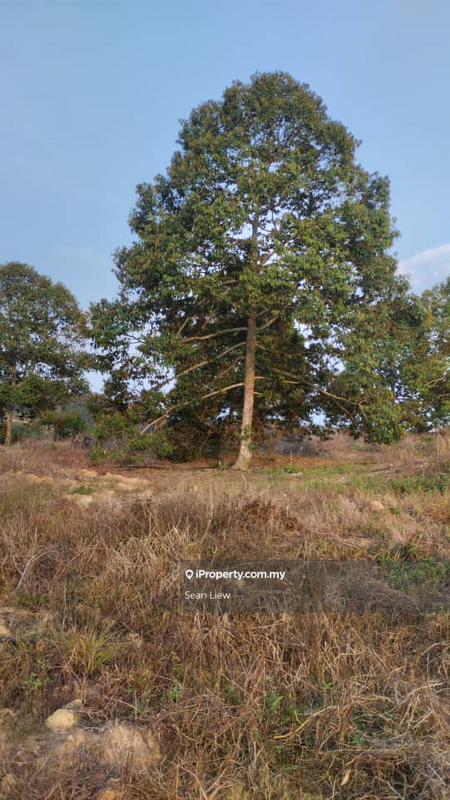 Tanah Pertanian untuk Dijual di Simpang Pertang , Negeri Sembilan, Simpang Pertang oleh Sean Liew - iProperty.com.my