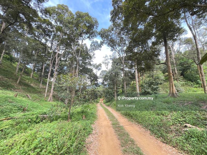 For Sale - 【30多年名种榴莲园】30++ yrs Famous Species Durian Orchard