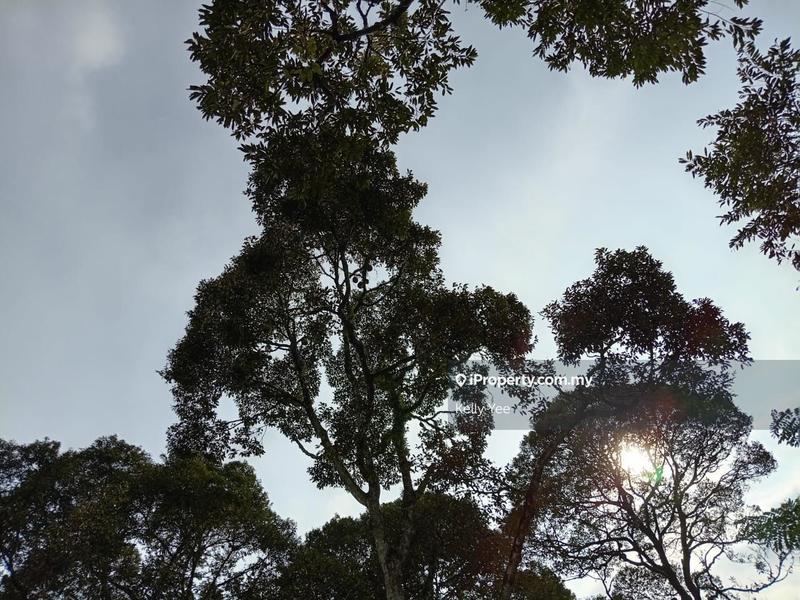 Tanah Pertanian untuk Dijual di Durian Orchard Farm @ Machang Bubok for Sale, Bukit Mertajam oleh Kelly Yee - iProperty.com.my