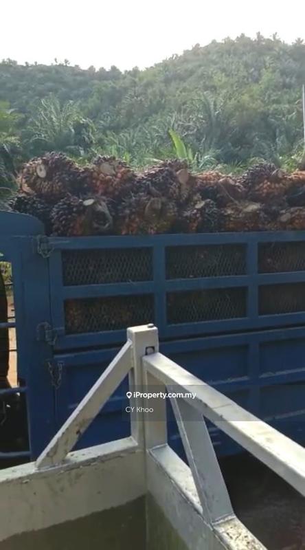 Tanah Pertanian untuk Dijual di Kelantan Gua Musang 18300 Ulu Nenggiri Bertam Blau, Ulu Nenggiri oleh CY Khoo - iProperty.com.my