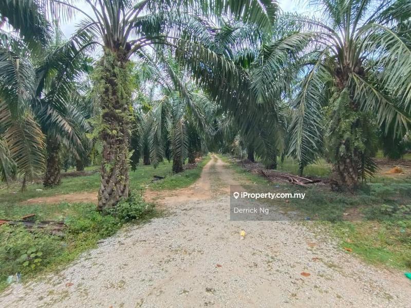 For Sale - Tanah Pokok Sawit