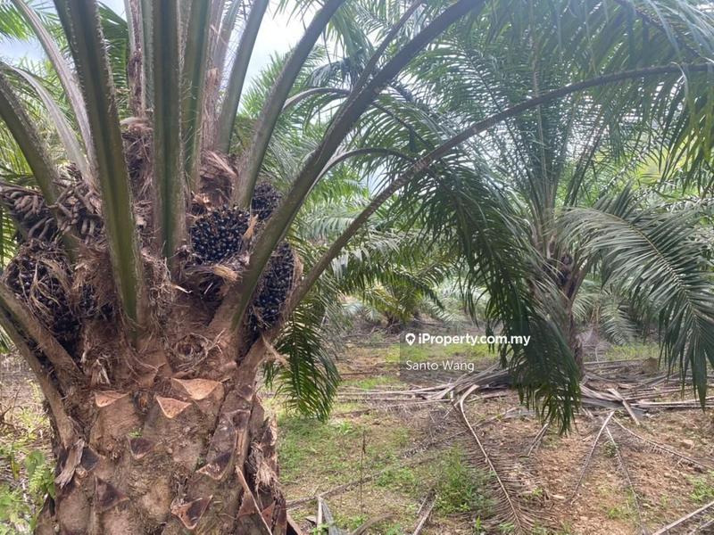 Agricultural Land for Sale in Jemeluang, Mersing by Santo Wang - iProperty.com.my