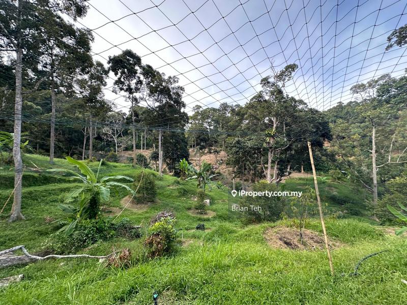 For Sale - Sungai Ara Agriculture Land Sale RM 18/ SQFT Durian Farm