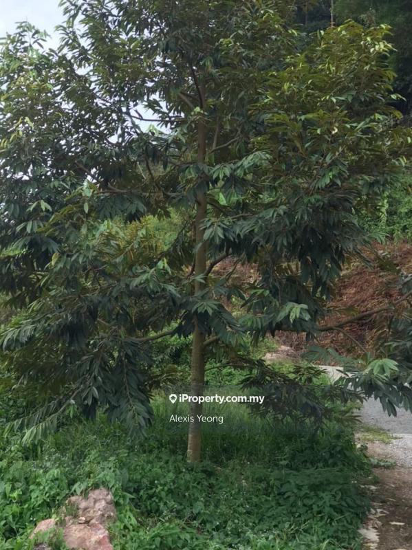 Agricultural Land for Sale in Sang Lee, Raub by Alexis Yeong - iProperty.com.my