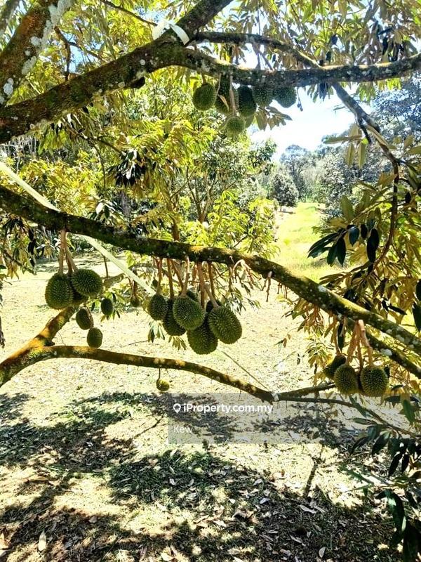 Tanah Pertanian untuk Dijual di Negeri Sembilan , Titi, Titi oleh Kew - iProperty.com.my